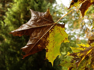 Image showing Maple leaf in Autumn