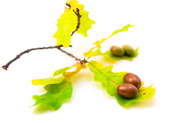 Image showing Acorns with leaves 