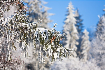 Image showing Pine cones on the branch covered with fluffy snow