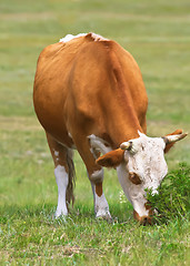 Image showing Cattle