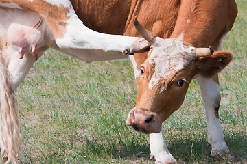 Image showing Cow scratching ear