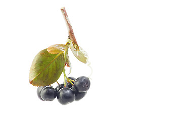 Image showing Black Chokeberry Aronia melanocarpa closeup 