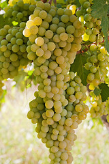 Image showing Bunches of Grapes Hanging on a Vine