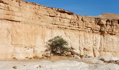 Image showing Acacia tree in the desert canyon 