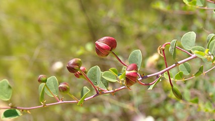 Image showing Caper (Capparis spinosa) buds on the branch