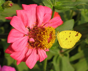 Image showing Yellow in pink