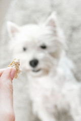 Image showing West highland white terrier