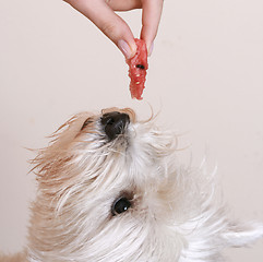 Image showing Westie