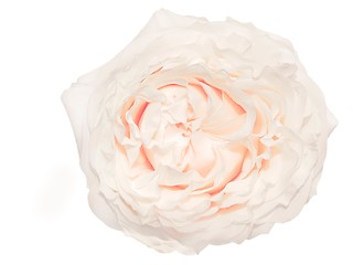 Image showing Rose isolated on white background