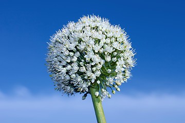 Image showing Inflorescence of onion
