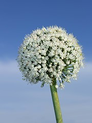 Image showing Inflorescence of onion. Vertical
