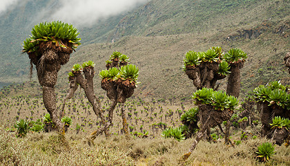 Image showing Giant Groundsels