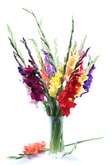 Image showing gladiolas