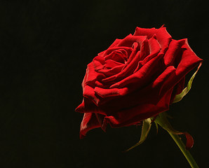 Image showing rose