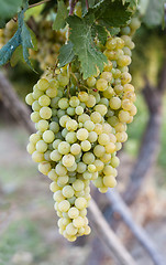 Image showing Bunch of Grapes Hanging on a Vine