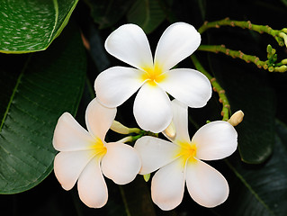 Image showing Frangipani