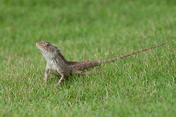 Image showing Garden Lizard