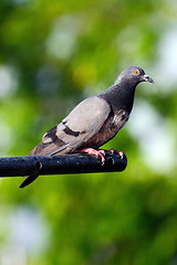 Image showing Pigeon