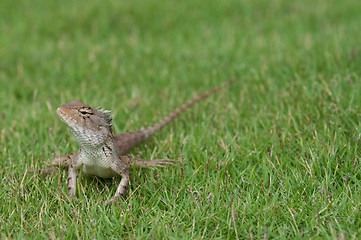 Image showing Garden Lizard