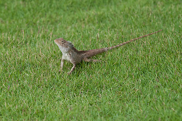 Image showing Garden Lizard