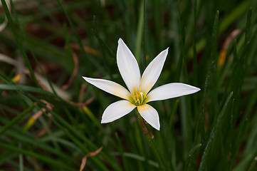 Image showing Rain Lily