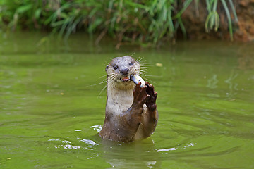 Image showing Otter