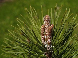 Image showing pine tree tip