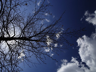 Image showing tree toward blue sky