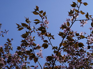 Image showing cherry tree