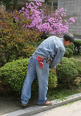 Image showing The Gardener