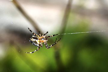 Image showing Spider