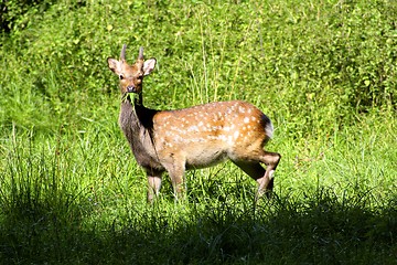 Image showing a Deer