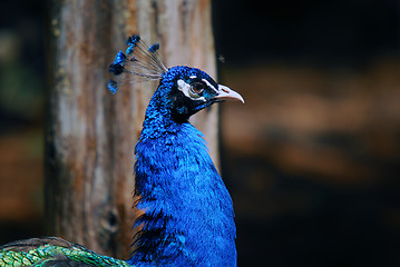 Image showing Indian Peafowl