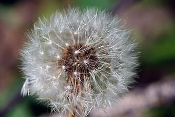 Image showing Dandelion