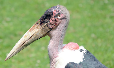 Image showing Marabou