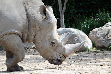 Image showing Rhino