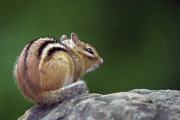 Image showing Eastern Chipmunk