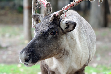 Image showing Caribou