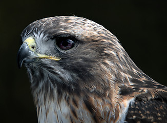 Image showing Red tailed hawk