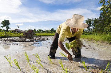 Image showing asian rice farmer