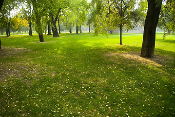 Image showing Low setting sun in green park 