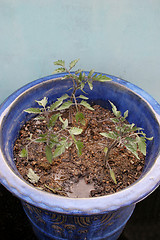 Image showing Tomato plants