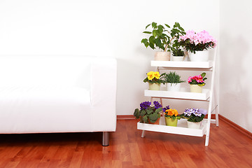 Image showing Flowers in interior