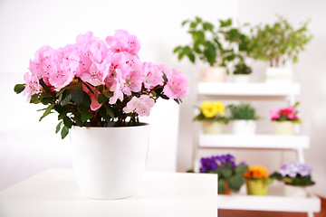 Image showing Flowers in interior