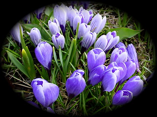 Image showing Crocus with black vignet