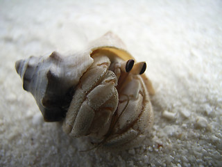 Image showing hermit crab ashore