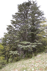 Image showing Lebanese Cedars