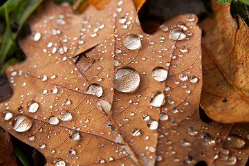 Image showing Leaf