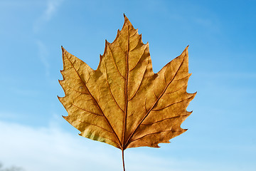 Image showing Leaf