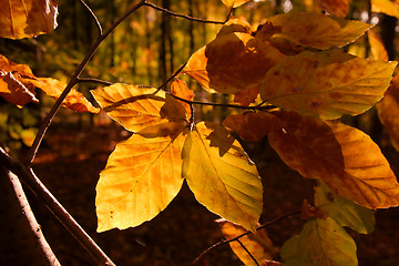 Image showing Leaves